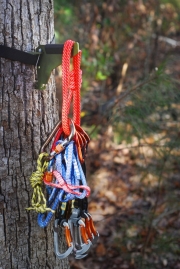 2010-tree-hook-holding-robes